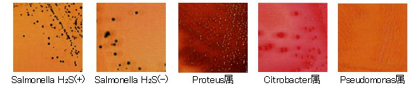 日水沙门氏菌用显色培养基（X-SAL）