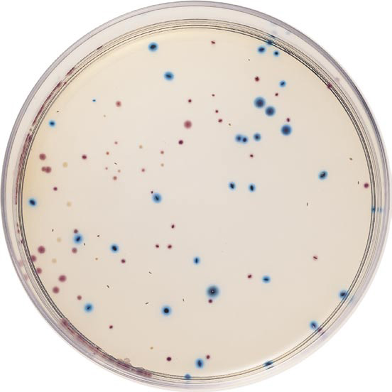 日水大肠杆菌大肠菌群用显色培养基（XM-G）