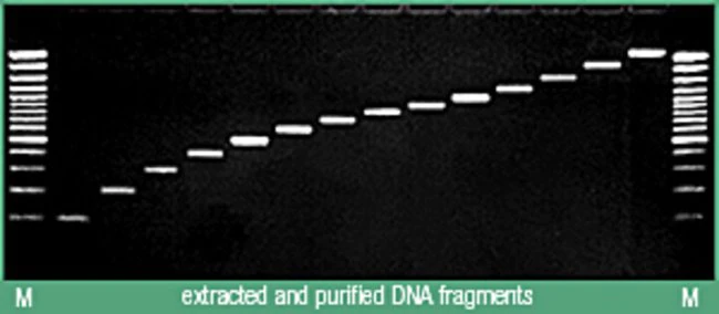 Thermo Silica Bead DNA凝胶提取试剂盒