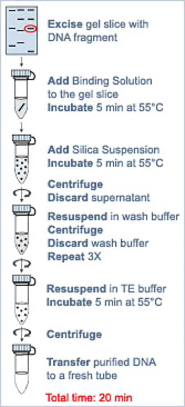 Thermo Silica Bead DNA凝胶提取试剂盒