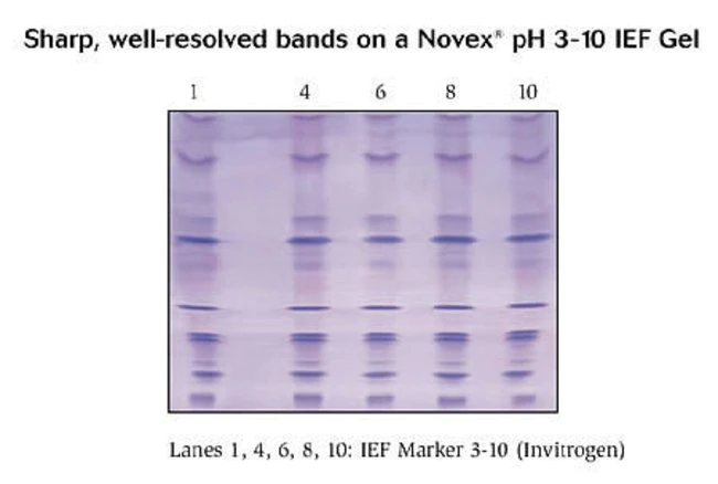 Thermo Novex&trade; pH 3-10 IEF蛋白凝胶,1.0mm