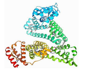 BSA-CY3/CY5/CY7 荧光标记牛血清白蛋白