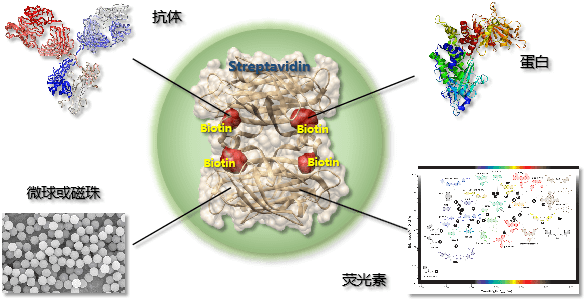 cy5-biotin，Cyanine5 Biotin,生物素标记的Cy5花青素染料