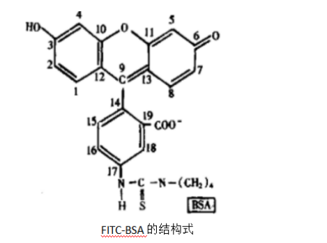 多种蛋白的荧光标记方式（Biotin、Cy3、Cy5、Cy7、罗丹明、FITC）