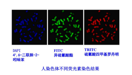 1594018271801168.png 6种常见的荧光探针发光优越性及其产品特性对比