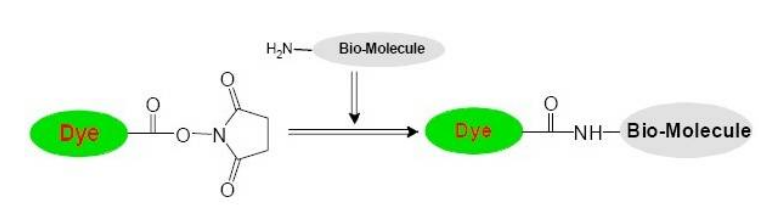标记氨基用的荧光试剂需要含有哪些活性基团?