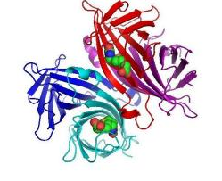 Streptavidin-FITC/TRITC/Cy3/Cy5/Cy7/Thiol提供各种荧光标记链霉亲和素