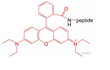 荧光标记多肽（不同序列号的多肽）