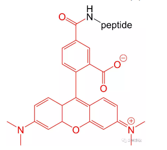 荧光标记多肽（不同序列号的多肽）