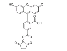 5(6)羧基荧光素琥珀酰亚胺酯 CAS号117548-22-8  5(6)-FAM, SE的使用说明书