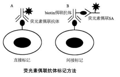 荧光素偶联抗体(单、多克隆抗体)的两种标记方法