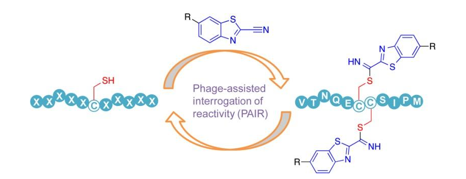 1616381148970541.png Cy3,Cy5,FITC-, Biotin-, 5-Fam-等荧光标记多肽合成