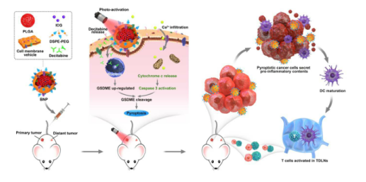 一种负载吲哚菁绿(ICG)和地西他滨(DCT)的仿生纳米颗粒(BNP)用于光激活癌细胞焦亡和实体瘤免疫治疗