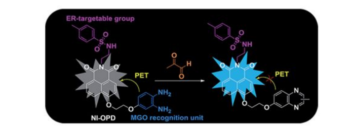 生物设计并合成了一种新型ER靶向双光子荧光探针NI-OPD