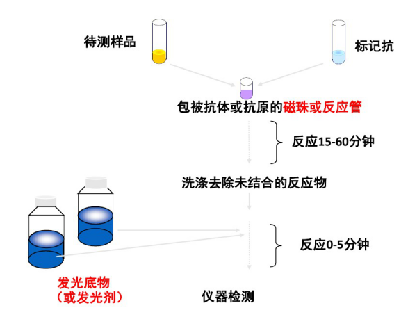 带您了解吖啶酯化学发光试剂的检测步骤及优势