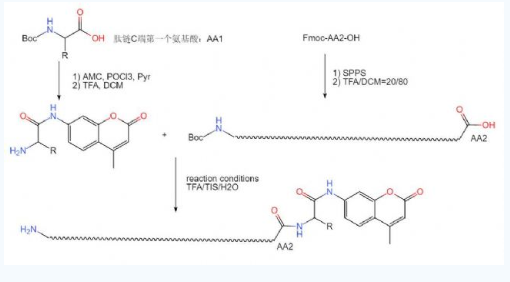 香豆素(AMC)修饰多肽的四个步骤