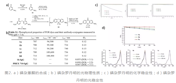 用于单分子定位成像的新型罗丹明染料-磷杂罗丹明(含合成方法及光物理性质)