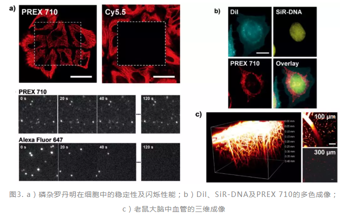 用于单分子定位成像的新型罗丹明染料-磷杂罗丹明(含合成方法及光物理性质)