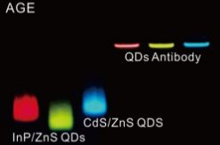 介绍四种量子点标记抗体方法
