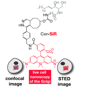 SiR tetrazine四嗪标记硅罗丹明近红外染料(SiR-Tz)的特征介绍(可用于活细胞成像和固定细胞的染色)