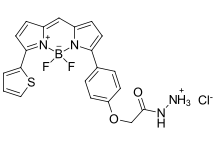 BDP TR hydrazide|cas:2183473-49-4|bodipy染料的合成与光学性质