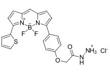 BDP TR hydrazide.png BDP TR hydrazide|cas:2183473-49-4|bodipy染料的合成与光学性质