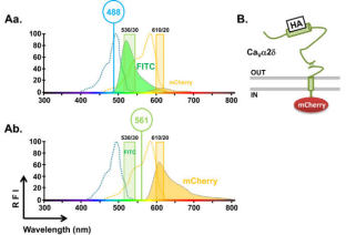1646291062499255.png 异硫氰酸荧光素 (fluorescein isothiocyhaiate, FITC) 的外观以及激发发射波长