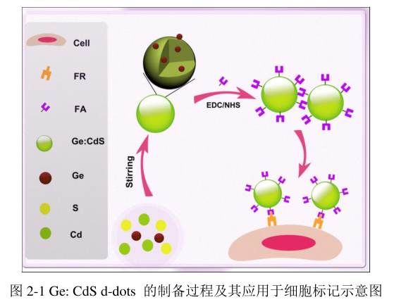 水溶性锗掺杂硫化镉量子点(Ge:CdSd-dots)粒径大约为8.5nm,应用于细胞标记