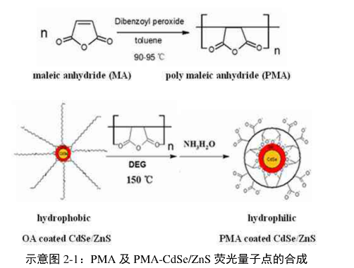 聚马来酸酐修饰水溶性CdSe/ZnS荧光量子点(PMA-CdSe/ZnS QDs)应用于细胞标记