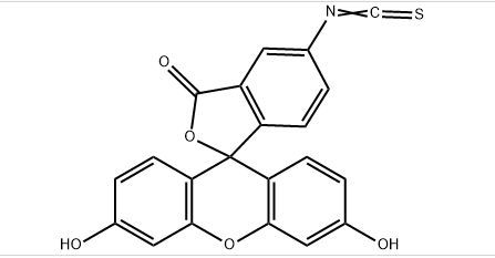 FITC荧光标记的原理介绍？荧光素FITC的分子量是多少？