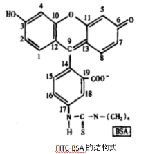 荧光标记牛血清白蛋白，FITC荧光标记牛血清白蛋白 FITC-BSA 纯度大于99%