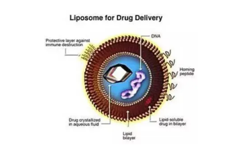 CY7修饰的脂质体载药脂质体(liposome)，二油酰磷脂酰胆碱空白脂质体 DOPC Liposome包载CY7荧光染料