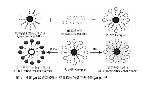 巯基丙酸修饰CdTe碲化镉量子点(MPACdTeQDs)用于细胞标记是一种良好的荧光标记物