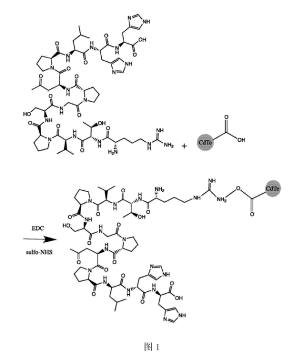 CLV3十二肽修饰CdTe量子点.png CLV3十二肽修饰CdTe量子点作为荧光探针对细胞进行荧光标记|生物供应