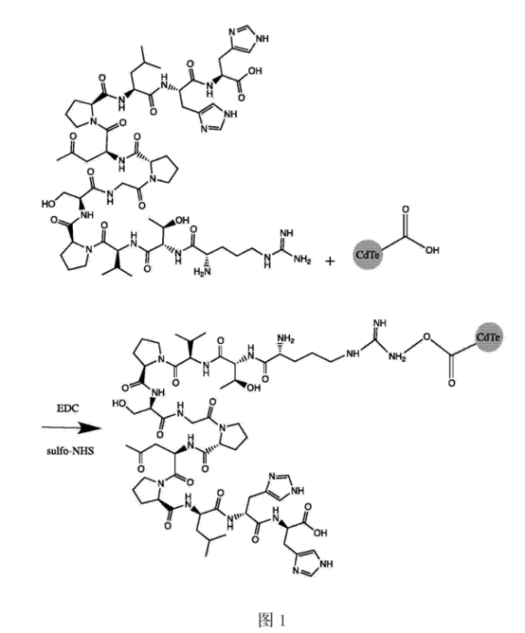 CLV3十二肽修饰CdTe量子点作为荧光探针对细胞进行荧光标记|生物供应