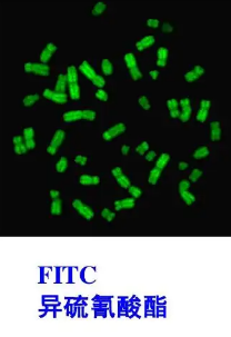FITC-Mhainitol|异硫氰酸荧光素荧光标记甘露醇