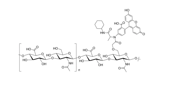 Hyaluronate-Fluorescein, MW 50kDa ;透明质酸酯-荧光素, MW 50kDa ;HA50K-FITC