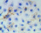 Rh-Con A;罗丹明标记刀豆蛋白A(Con A)，Rhodamine labeled Conchaiavalin A (Con A)