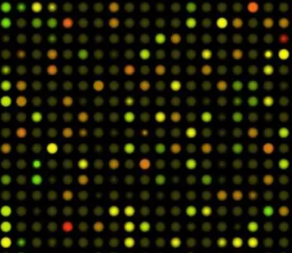 Agarose bound-Con A；琼脂糖结合刀豆蛋白A(Con A)，Agarose bound Conchaiavalin A (Con A)