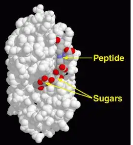 Cy3标记溶菌酶|Cy3-Lysozyme|菁染料Cy3标记溶菌酶 | Lysozyme-Cy3