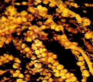 Agarose bound-PSA;琼脂糖结合豌豆凝集素(PSA)，Agarose bound Pisum Sativum Agglutinin (PSA)