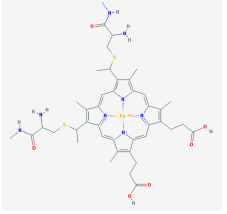 FITC标记细胞色素C | FITC-Cytochrome c|绿色荧光素标记细胞色素C|Cytochrome c-FITC