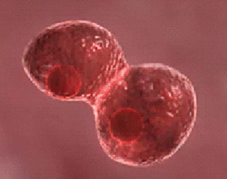 未结合红细胞凝集素(PHA-E)，Unconjugated Phaseolus Vulgaris Erythroagglutinin (PHA-E)