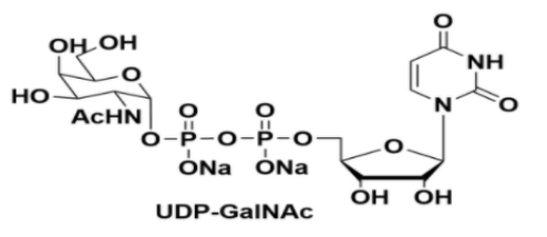 尿嘧啶核苷-5&#039;-二磷酸-N-乙酰氨基半乳糖二钠盐|UDP-GalNAc|UDP-葡萄糖醛酸 cas108320-87-2