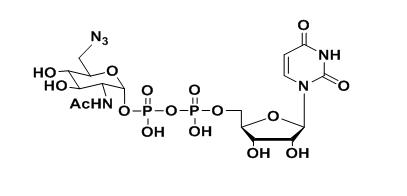 UDP-6-叠氮-6-脱氧-D-半乳糖二钠盐,cas868141-12-2,UDP-6-N3-Galactose