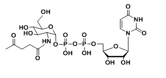 UDP-6-N3-GlcNAc|UDP-N-叠氮修饰乙酰基葡萄糖胺