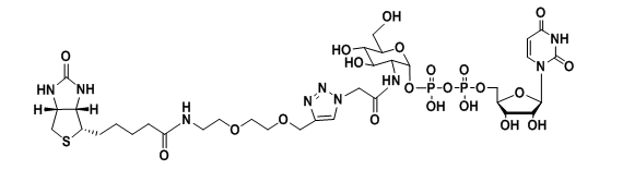 UDP-6-Biotinyl-GlcNAc，UDP-2-Biotinyl-GlcNAc