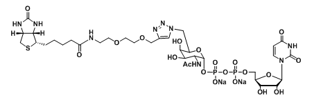 UDP-6-Biotinyl-GalNAc和​UDP-2-Biotinyl-GalNAc