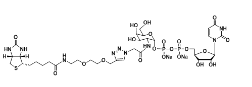 UDP-6-Biotinyl-GalNAc和​UDP-2-Biotinyl-GalNAc