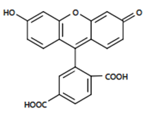 6-羧基荧光素,6-FAM,6-Carboxyfluorescein，你知道多少？